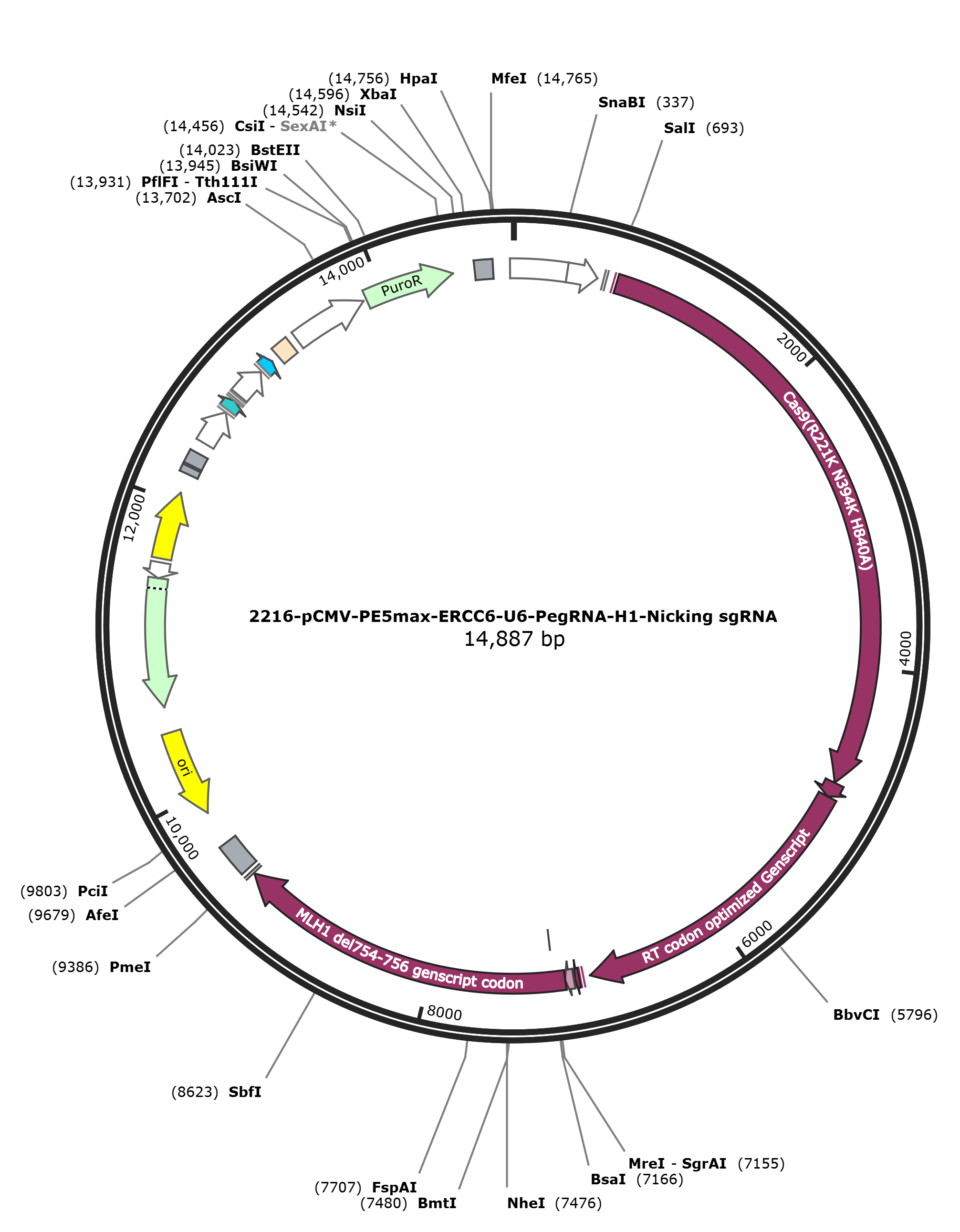 pCMV-PE5max-ERCC6-U6-PegRNA-H1-Nicking sgRNA载体图谱.png